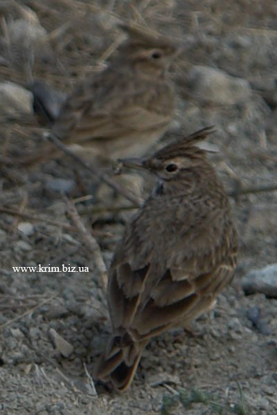 . .   (Galerida cristata)