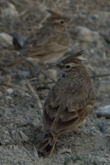 . .   (Galerida cristata)