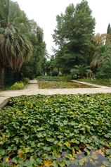 Абхазия. Сухуми. Ботанический сад. Бассейн с кувшинками