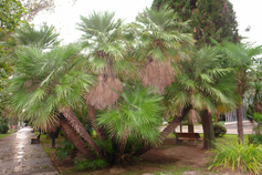 Абхазия. Сухумский Ботанический сад. Пальмы